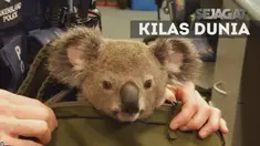 Jelang pemilu AS di Pittsburgh, korban perang Irak bertambah, gempa bumi di Oklahama hinga Koala yang diselundupkan.