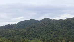 Bukit Tepanggang di kawasan Hutan Adat Guguk di Desa Guguk, Kecamatan Renah Pembarap, Kabupaten Merangin, Jambi. Hutan hujan tropis dengan vegetasi tutupan yang masih bagus ini dibentengi oleh adat. (Liputan6.com/Gresi Plasmanto)