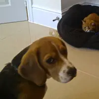 Kasihan sekali para anjing ini. :(