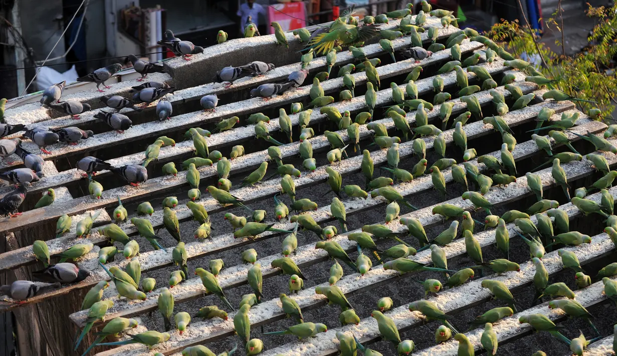 Burung-burung Parkit saat makan di rumah Joseph Sekar di Chennai, India, Jumat (17/3). Joseph Sekar telah memelihara sekitar 8000 burung parkit selama hampir 10 tahun. (AFP PHOTO / ARUN Sankar)