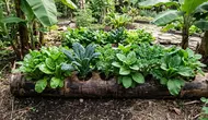 7 Cara Menanam di Batang Pisang untuk Menghasilkan Sayuran Subur dan Ramah Lingkungan