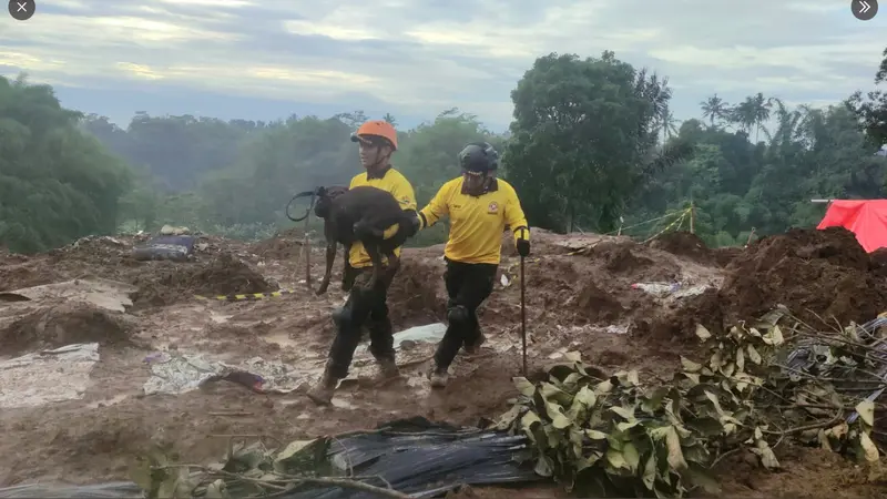 Viral Kisah Anjing Pelacak Bernama Coco, Bantu Relawan Temukan Korban Cianjur