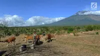 Suasana saat petani memberi pakan ternak sapi-sapi peliharaannya di kaki Gunung Agung, Tulamben, Bali (30/6). Sebelumnya, Gunung Agung mengalami erupsi pada Kamis, 27 Juni 2018. (Merdeka.com/Arie Basuki)
