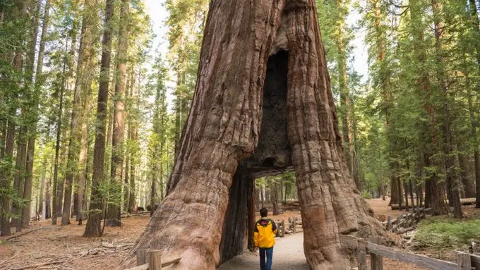 [Bintang] Kalifornia