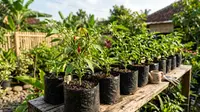 Cara Membuat Tanaman Cabai Tetap Produktif Meski Ditanam Dalam Polybag Kecil