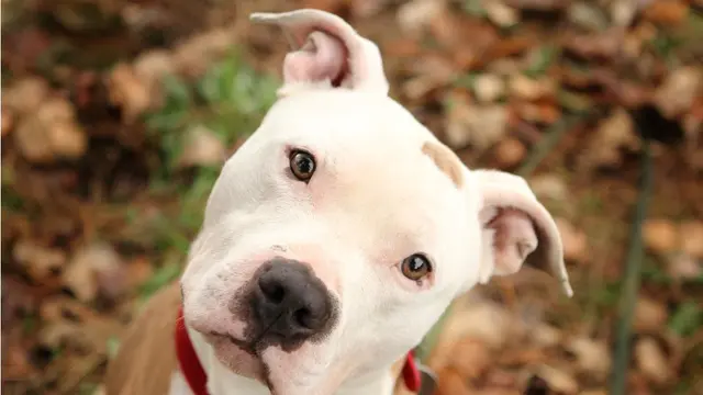 Ini Cara Rahasia Merawat Anjing Pit Bull