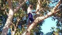 Foto: Fransiskus Sensus warga Dusun Glak panjat pohon mangga cari sinyal untuk menelepon keluarganya di kota (Liputan6.com/Dion)