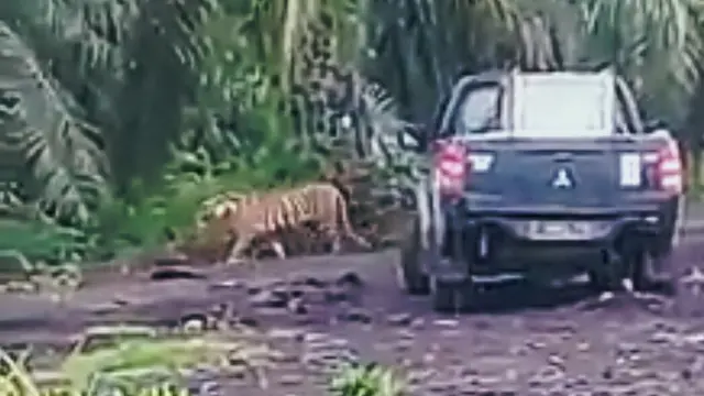 Harimau Bonita