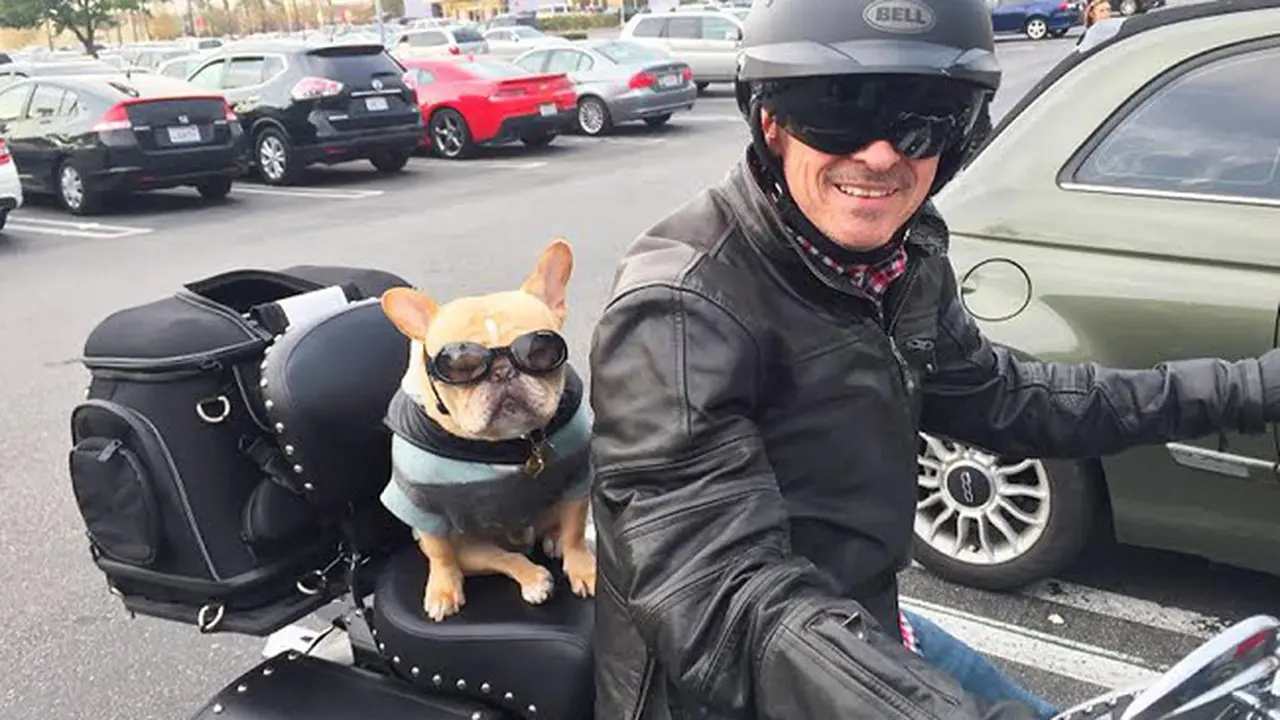 Menggemaskan, anjing French Bulldog Ini suka touring motor 