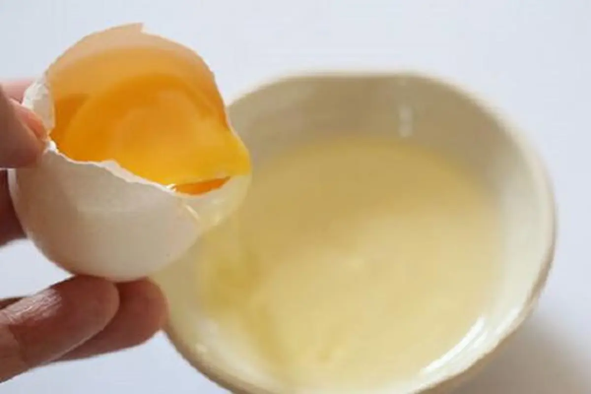 Putih Telur
