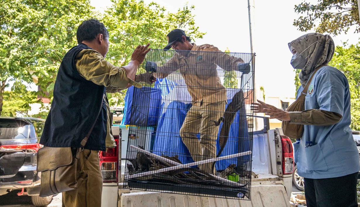 11 orang ditangkap dan dinyatakan sebagai tersangka dalam kasus ini. Tampak dalam foto, para petugas dari lembaga konservasi satwa liar membawa sangkar berisi kadal layar atau naga layar yang disita dari para tersangka penyelundupan hewan yang dilindungi di Markas Besar Kepolisian Daerah Jawa Timur di Surabaya pada Rabu 15 April 2026. (JUNI KRISWANTO/AFP)