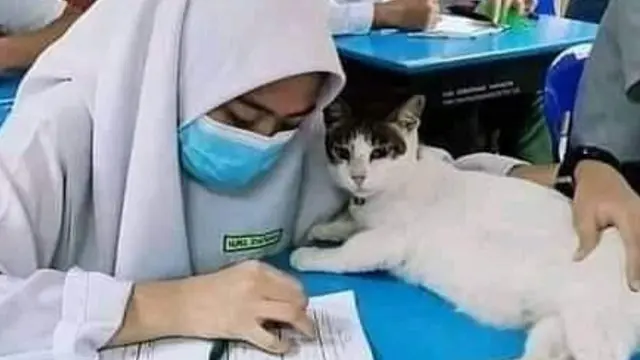 7 Potret Gemas Kalau Kucing Ikut Sekolah Ini Kocak