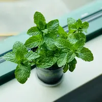 Ilustrasi daun mint. (Photo by Eleonor Chen on Unsplash)