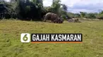 gajah kasmaran