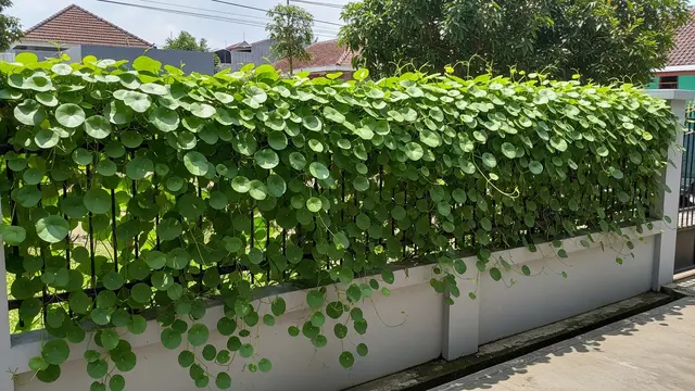 Ilustrasi Daun Dolar