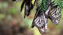 Sekelompok kupu-kupu raja menyelimuti cabang-cabang di suaka Amanalco de Becerra, Meksiko, 14 Februari 2019. Kehadiran kupu-kupu raja ini merupakan sebuah pemandangan tahunan yang indah bagi wisatawan, ilmuwan, dan warga lokal. (AP/Marco Ugarte)