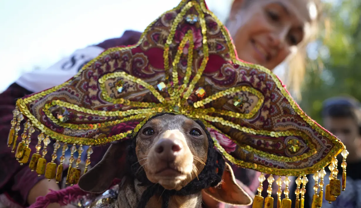 Seorang pemilik memegang dachshundnya dengan mengenakan hiasan kepala wanita tradisional Rusia saat festival parade dachshund di St. Petersburg, Rusia, Sabtu, 16 September 2023. (AP Photo/Dmitri Lovetsky)