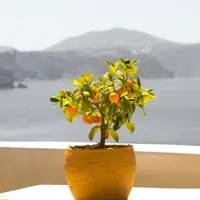 Ilustrasi Buah di Pot/Photo by Andreas M on Unsplash