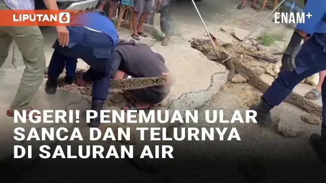 VIDEO: Ngeri, Warga Kalsel Temukan Ular Sanca Kembang Beserta Telur di Saluran Air
