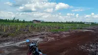 Hamparan tanaham Buah Naga milik Kelompok Tani Lewu Taheta di Kelurahan Sabaru Kota Palangka Raya, Kalimantan Tengah.