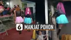 video kocak atraksi pedangdut waria manjat pohon saat sedang menghibur di suatu acara viral di media sosial. Kejadian itu tapi tidak berjalan mulus karena pedangdut itu jatuh tersungkur ke bawah.