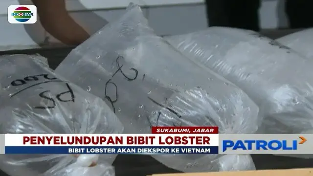 Polisi menggagalkan penyelundupan ribuan benih lobster pasir dan mutiara seharga miliaran rupiah di Pelabuhan Ratu, Sukabumi, Jawa Barat.
