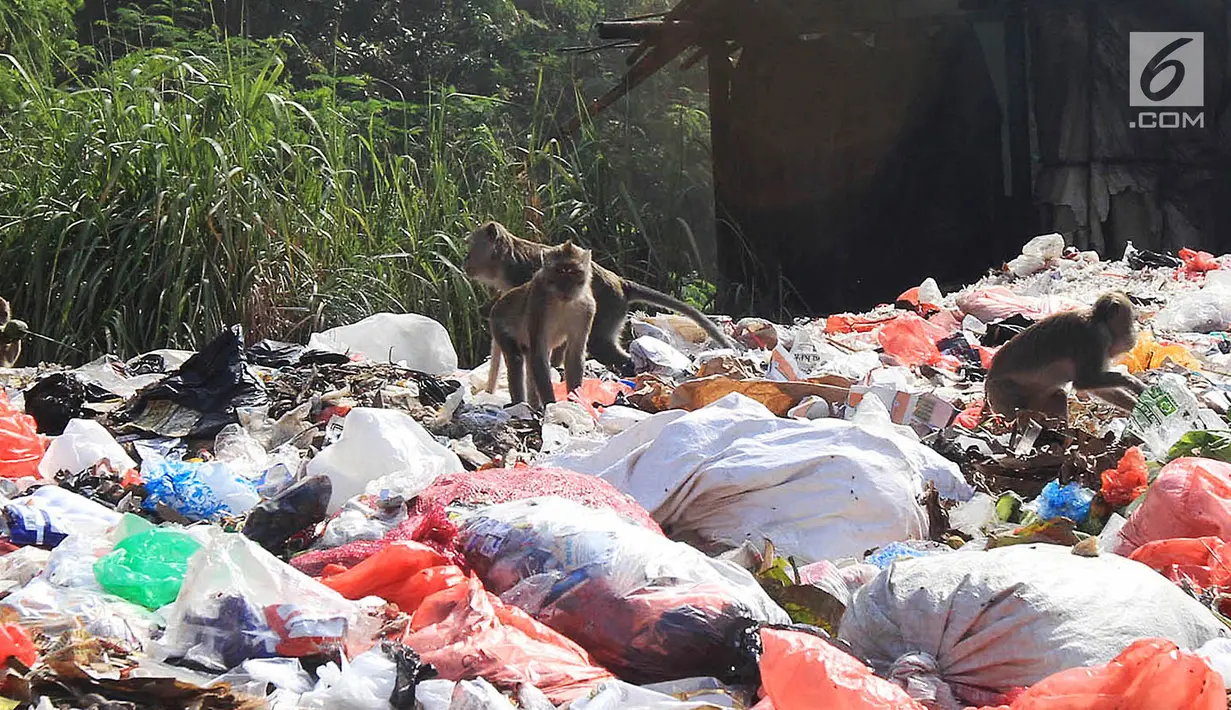 Sejumlah monyet liar penghuni hutan tebing kapur Ciampea menyerbu kios dan tumpukan sampah di pasar Ciampea Baru,Bogor Selasa (07/08).(Merdeka.com/Arie Basuki)