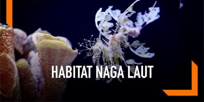 VIDEO: Akuarium California, Habitat Naga Laut Terbesar di Dunia