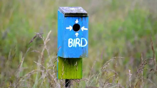7 Potret Sarang Burung Anti-Mainstream, Dari Kreatif Hingga Nyeleneh