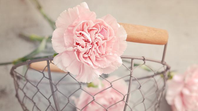 Letakkan bunga anyelir di dapur. Selain untuk mempermanis, ia juga bisa membuat suasana hati membaik. (Foto: pixabay.com)