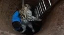 Seorang dokter hewan, Bijoy Gogol mengevakuasi macan tutul yang terperosok ke dalam sumur kering di kawasan permukiman Guwahati, India, Rabu (13/12). Macan tutul tersebut terjebak di sebuah sumur yang berdiameter agak sempit. (AP Photo/Anupam Nath)