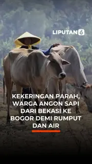 Kekeringan Parah, Warga Angon Sapi dari Bekasi ke Bogor demi Rumput dan Air
