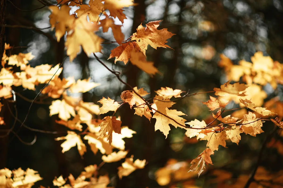 Dampak Autumn Equinox pada Zodiak