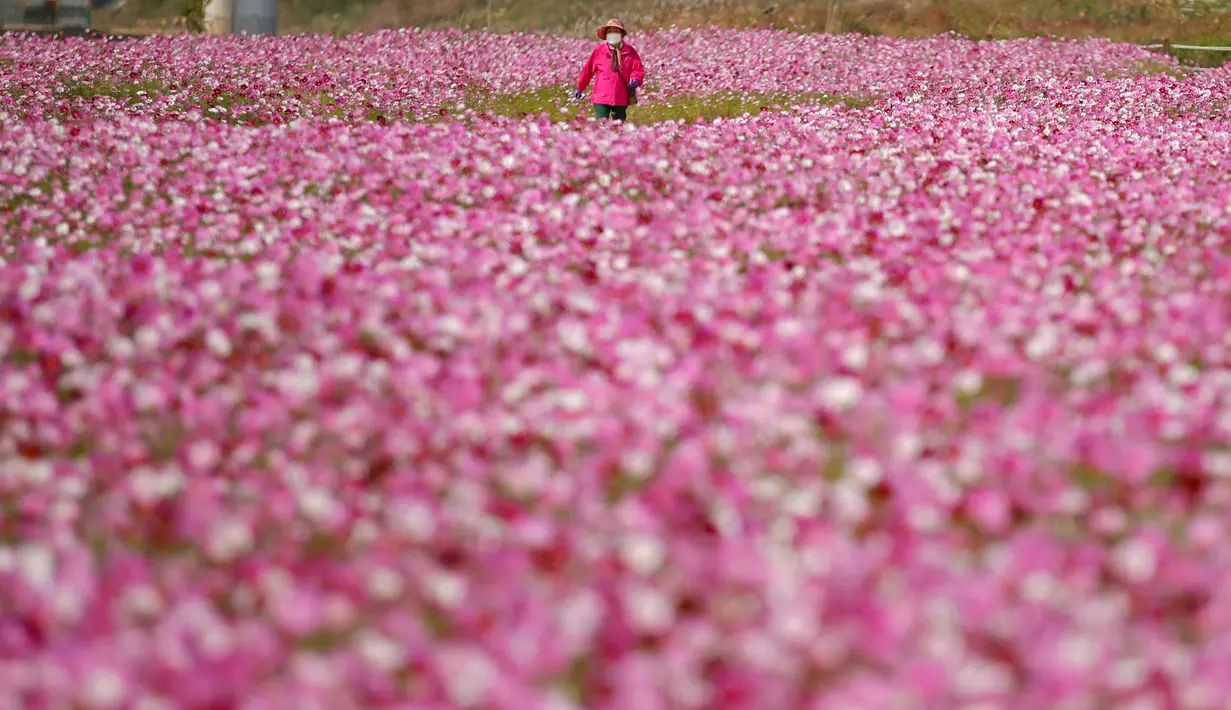 Seorang pengunjung yang mengenakan masker berjalan di ladang bunga cosmos di Paju, Korea Selatan pada 14 Oktober 2020. (AP Photo/Lee Jin-man)