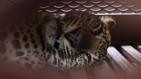Seekor macan tutul Jawa yang dibius terbaring di dalam kandang di sebuah hotel di Bandung, Jawa Barat, pada 6 Oktober 2025, setelah masuk ke area hotel. (Timur Matahari/AFP)