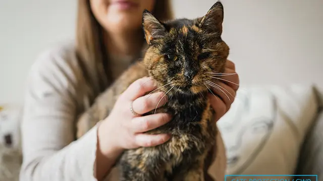 Flossie Kembali Pegang Rekor Kucing Tertua di Dunia, Umurnya Setara 136 Tahun Usia Manusia