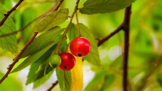 copyright by www.curejoy.com