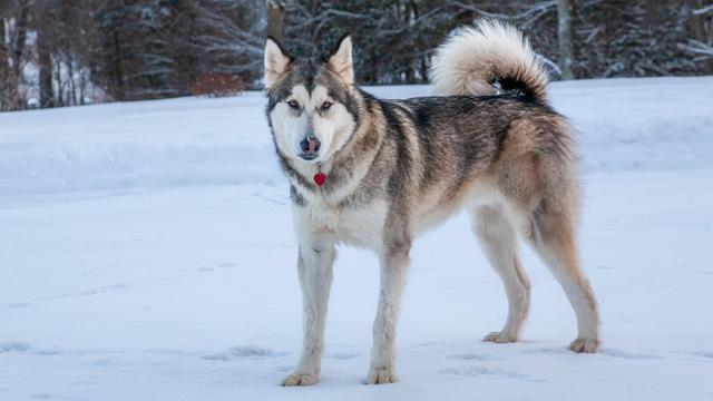 Alaskan Malamute