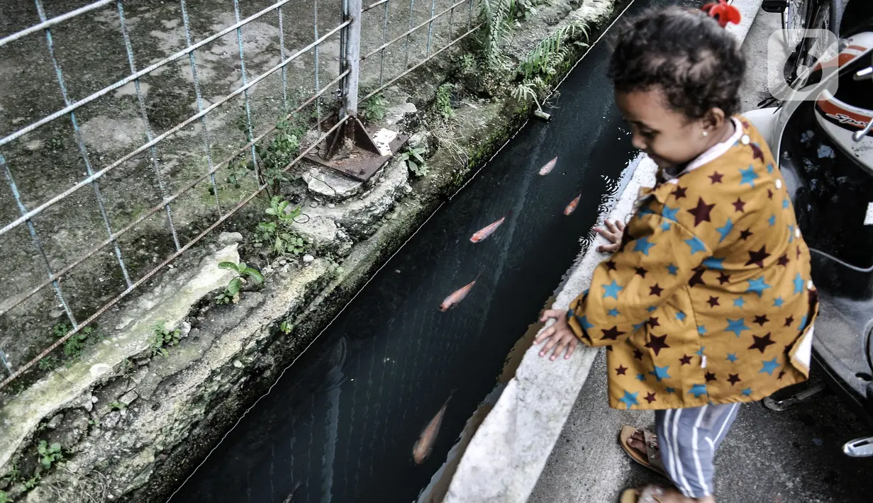 Seorang anak melihat ikan yang dipelihara di selokan di Jalan Lorong 103, Koja, Jakarta, Senin (1/3/2021). Warga setempat menyulap selokan sepanjang 100 meter tersebut menjadi kolam budi daya berbagai jenis ikan. (merdeka.com/Iqbal S. Nugroho)