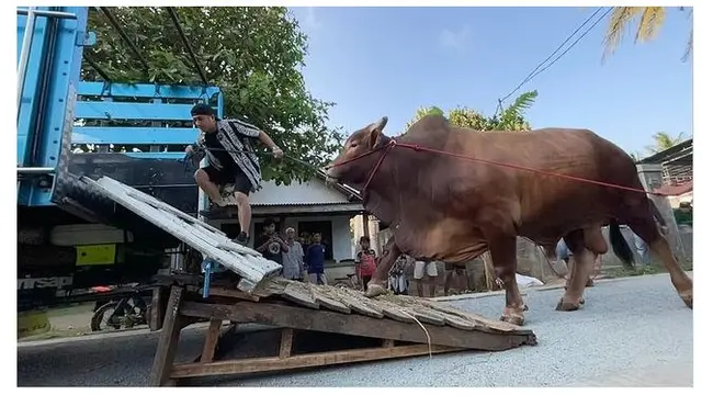 7 Potret Wariso, Sapi Kurban Jumbo Milik Irfan Hakim yang Curi Perhatian