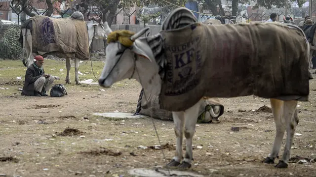 Sapi di India