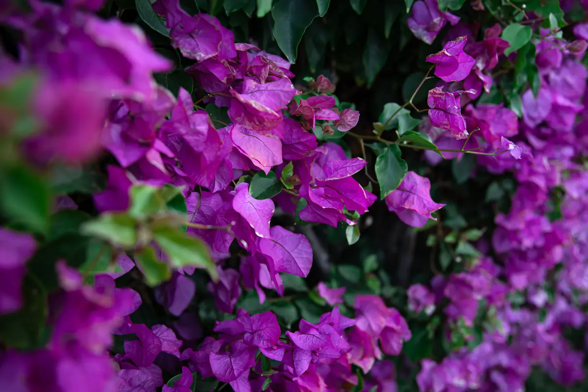 Rahasia Merawat Bougainvillea agar Tumbuh Sehat, Subur, dan Rajin Berbunga