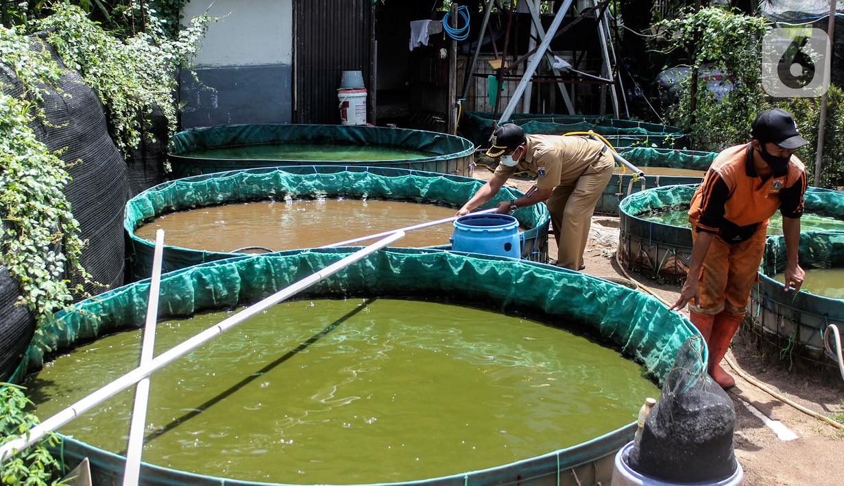 Petugas PPSU Kelurahan Grogol Utara melakukan budidaya ikan lele dan nila dengan sistem bioflok memanfaatkan lahan fasos-fasum milik Pemprov DKI Jakarta di Jalan Biduri Bulan I, Blok J2 Permata Hijau, Kebayoran Lama, Jakarta Selatan, Kamis (27/1/2022). (Liputan6.com/Johan Tallo)