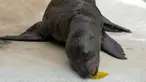 Seekor singa laut California (Zalophus californianus) berusia 15 hari bermain dengan daun di kebun binatang Bioparco Roma, Kamis, 22 Juni 2023.  (AP Photo/Andrew Medichini)