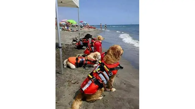 Tak Biasa, Anjing-anjing Ini Jadi Pekerja Layaknya Manusia