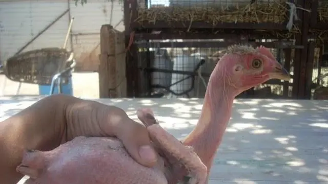 Ayam Tanpa Bulu