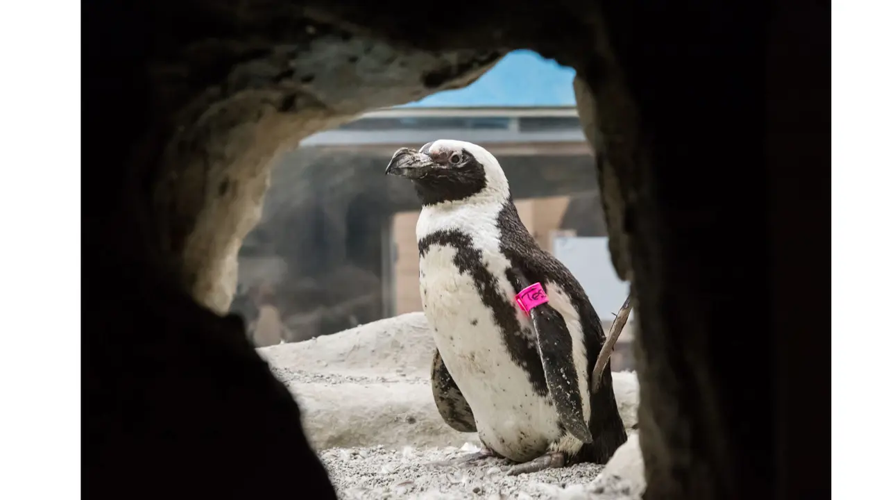 Inilah Pinguin Tertua di Dunia