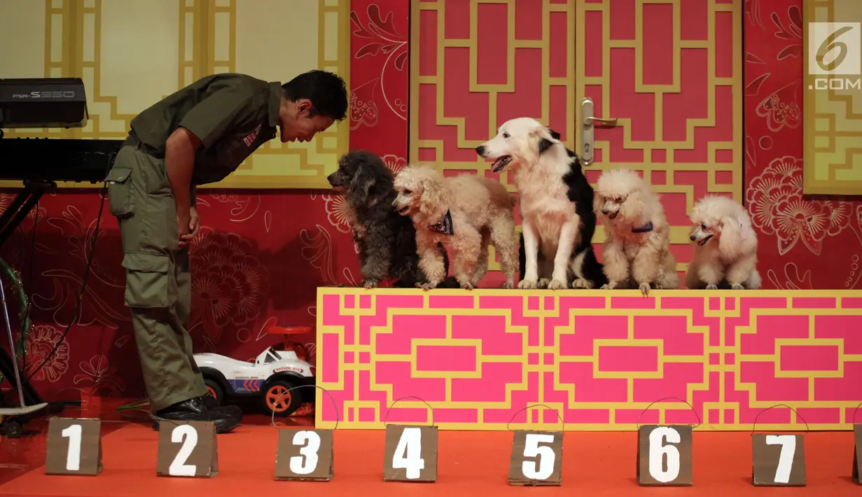 Sejumlah anjing melakukan pertunjukkan Dog Show pada pembukaan event Imlek "Lucky New Year, Lucky You" di salah satu pusat perbelanjaan di Jakarta, Jumat (2/2). (Liputan6.com/Arya Manggala)