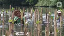 Pekerja membudidayakan bibit pohon mangrove di Taman Wisata Alam Mangrove, Angke Kapuk, Jakarta, Kamis (23/6/2022). Kawasan hijau seluas 99,82 hektare ini dikenal sebagai kawasan konservasi alam mangrove yang dimanfaatkan untuk wisata dan rekreasi alam. (merdeka.com/Arie Basuki)