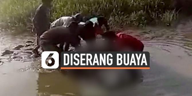VIDEO: Teror Buaya Ganas di Sungai Pasangkayu, 2 Tewas